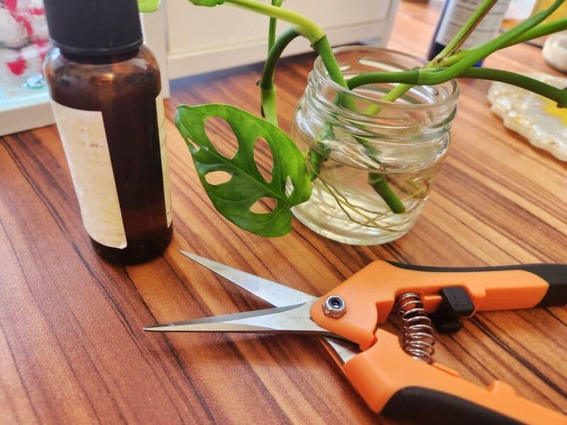 Monstera cutting in a clear glass bottle next to propagation tools
