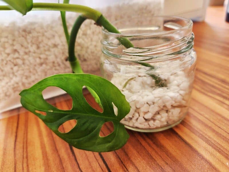 Propagating a monstera cutting inside a glass jar with perlite