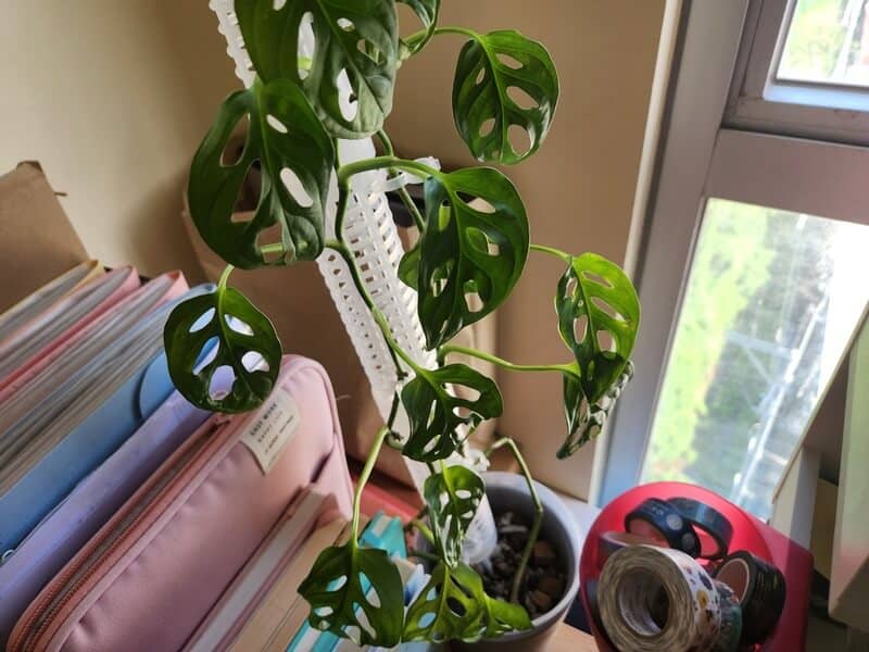 Repotted Monstera growing along plant support near a sunlit window