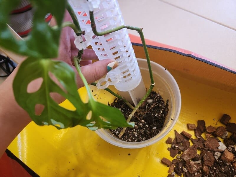 Putting Monstera into new pot