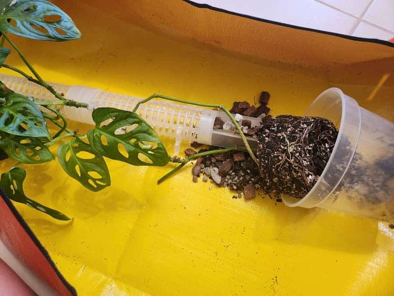 removing Monstera from the pot