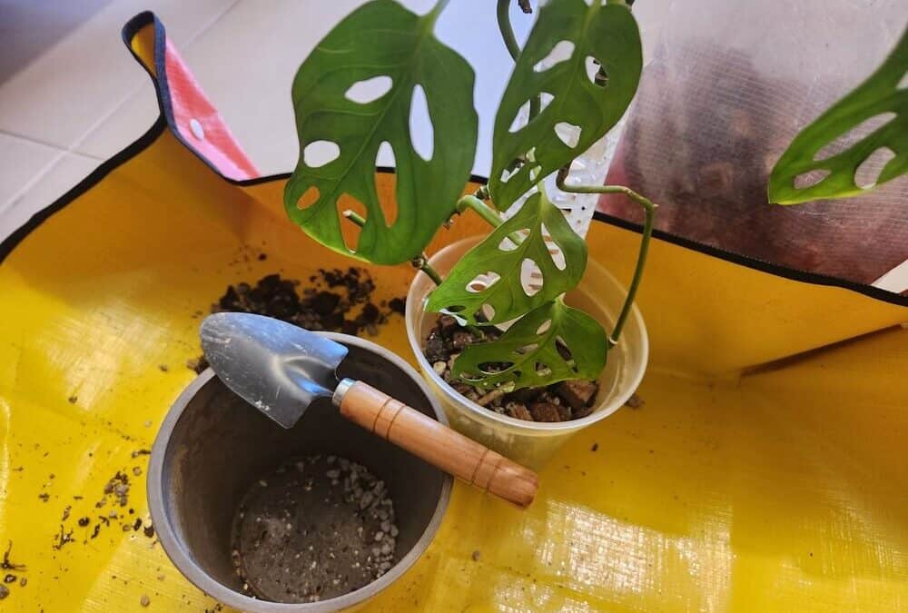 How To Repot Monstera Plants