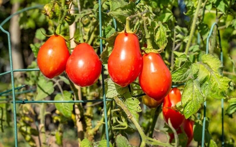 large ripe red Roma tomatoes hanging from thin branches outdoors