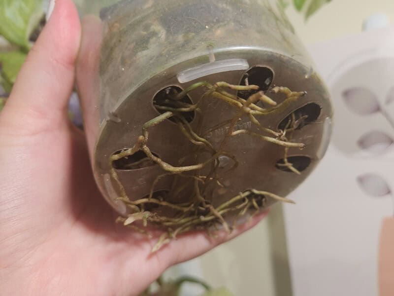 Monstera roots growing out of drainage holes