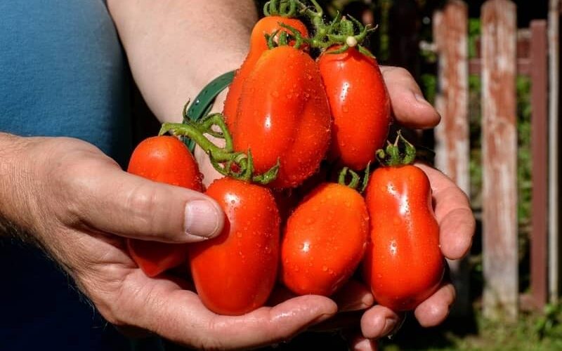 Freshly harvested San Marzano tomatoes in farmers hands