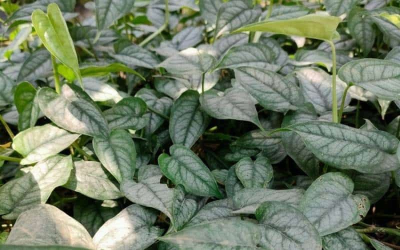 dense Silver Monstera plants featuring bluish-green leaves growing in a garden