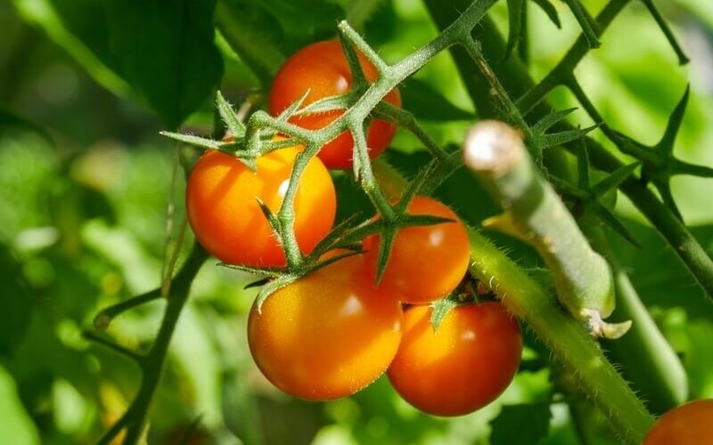 Sungold tomatoes growing under leaf shade with indirect sunlight