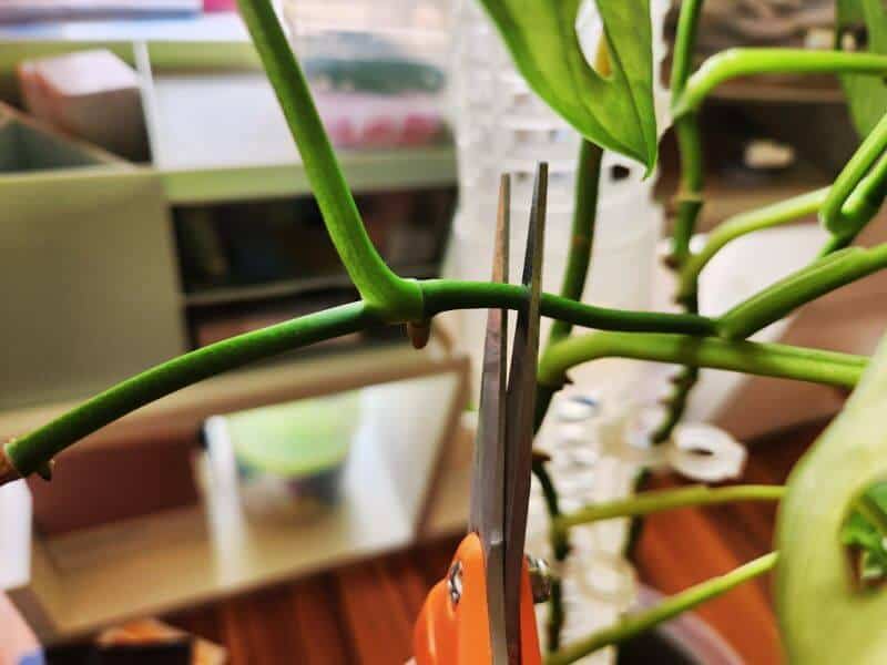 Scissor cutting at the end of a leaf node to propagate monstera