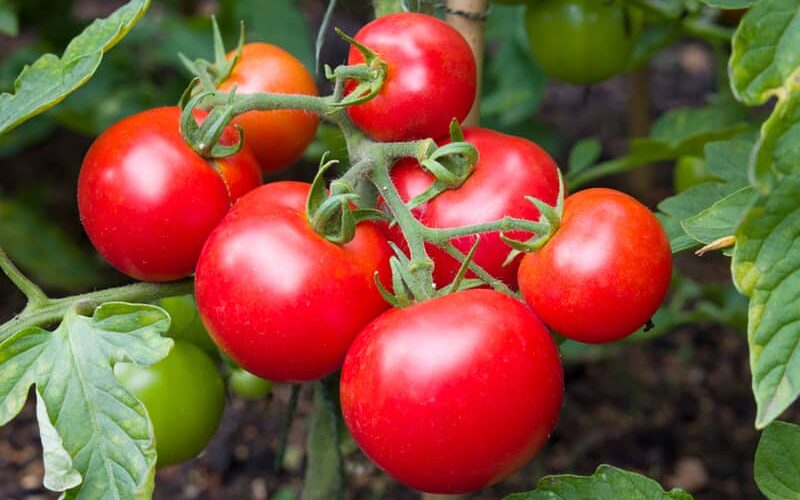 a bunch of big red Kotlas tomatoes growing together