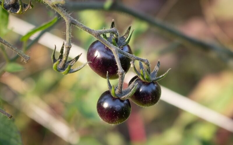 black cherry tomatoes with dark purplish colors growing from a branch