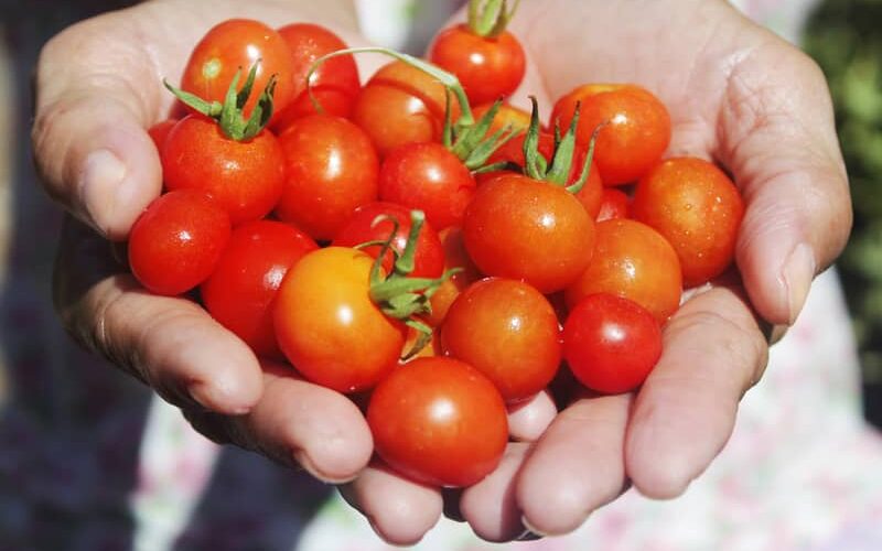 harvested Tommy Toe cherry tomatoes in farmer's hands
