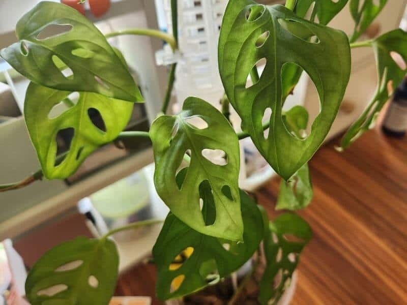 Monstera Adansonii plant growing healthy green leaves