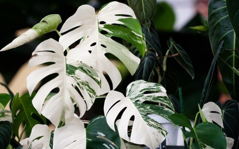 Monstera Albo Variegata plant with leaves featuring large, stark-white splashes