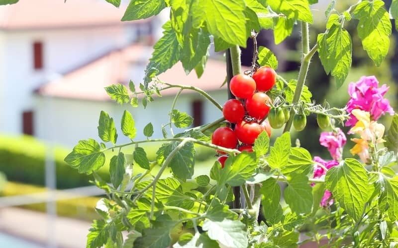 patio tomatoes growing outdoors