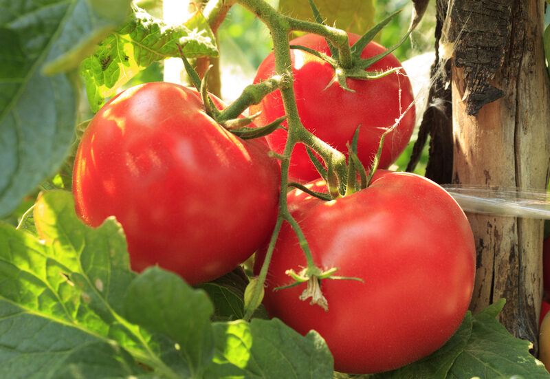 ripe red Saint Pierre tomatoes ready for harvest