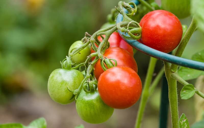 Mama's delight tomato plant with growing metal support