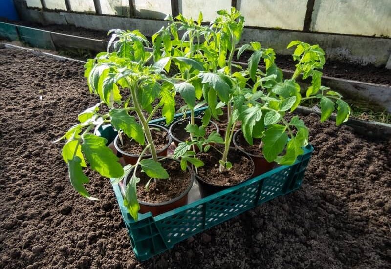 Close-up of green tomato plant seedlings growing in soil in pots