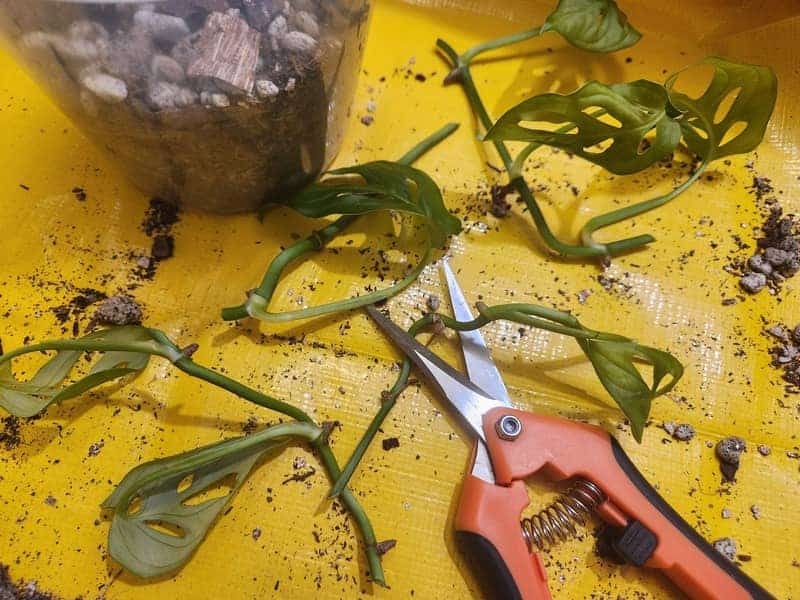 Cuttings from pruning a Monstera on a yellow table next to sharp pruning shears