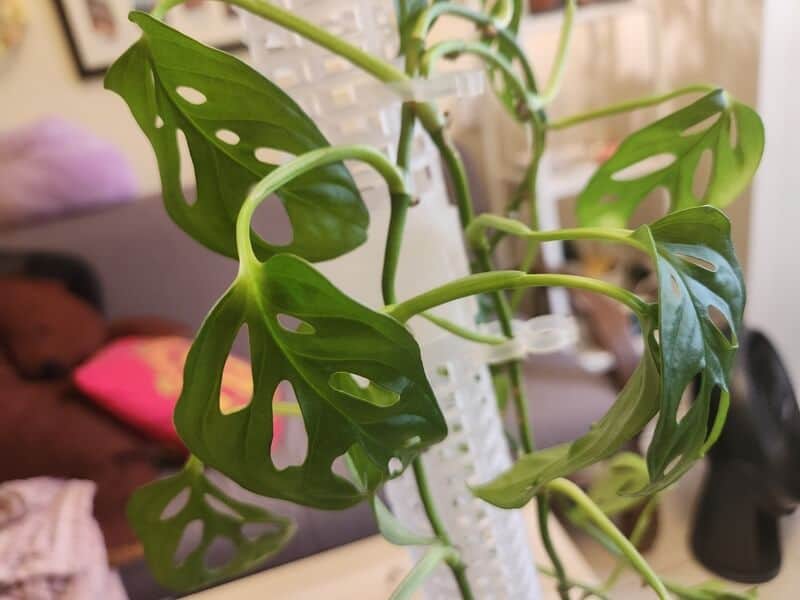 Close up of a Monstera adansonii indoor 
