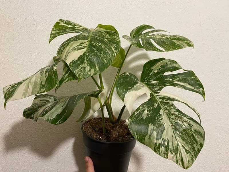 Potted Monstera plant held by a hand