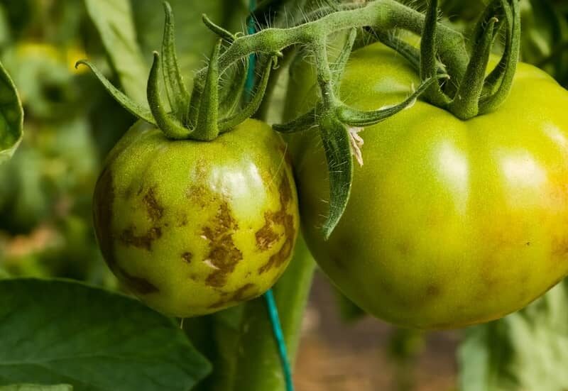 Unripe tomato fruit with brown patches