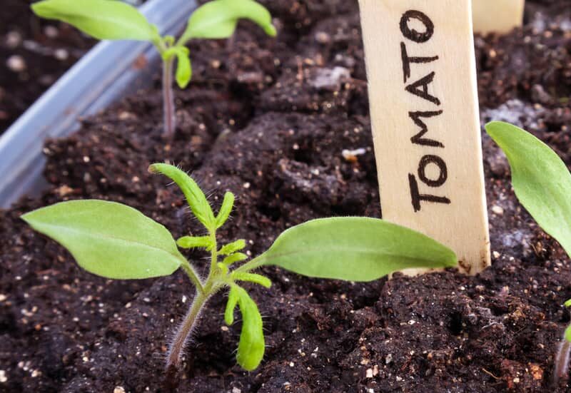 Tomato seedlings in container with potting mix and wooden name tag