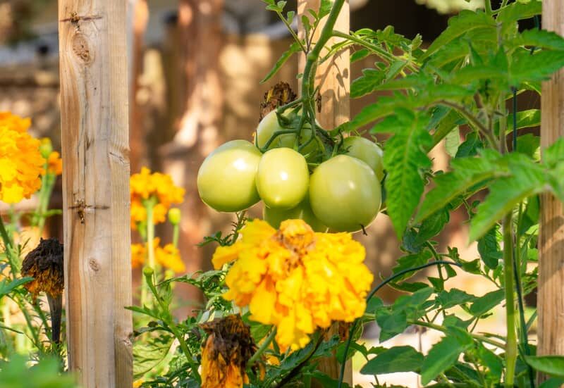 unripe cluster of green tomatoes growing with calendula and marigold flowers