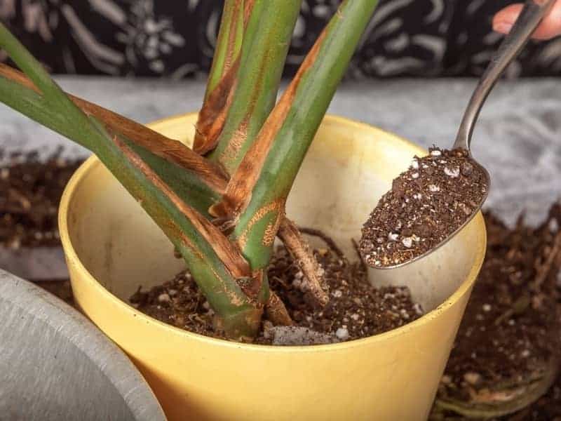 adding soil to a pot with a repotted monstera