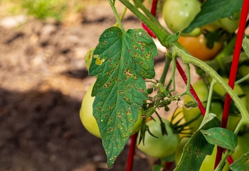 Small dark brown spots on tomato leaf