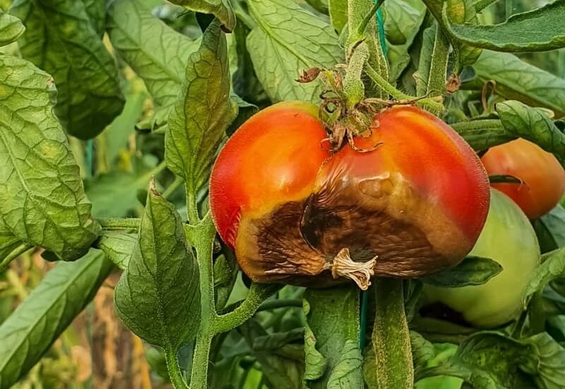Ripe tomato rotting from the bottom