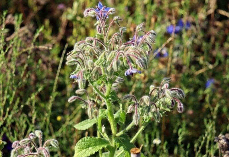 borage plant growing outdoors