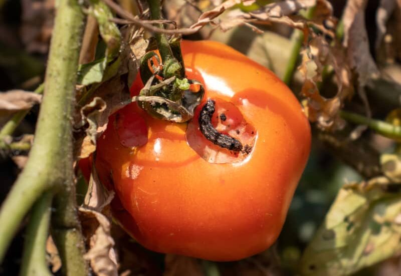 Caterpillar eating a hole into a ripe tomato