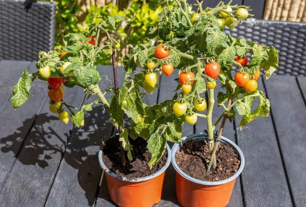 The Ultimate Guide To Growing Tomatoes In Pots