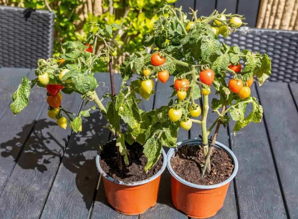 cherry tomato plants with green and ripe fruits in pots under sunlight