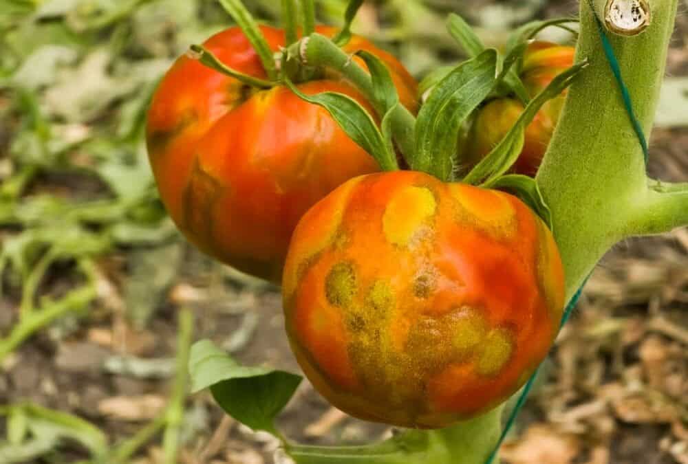 Tomato Diseases, Pests, And Problems In Australia