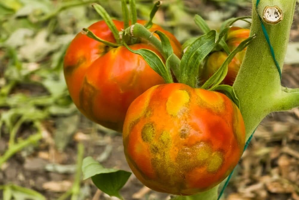 close up of two tomatoes affected with spotted wilt virus