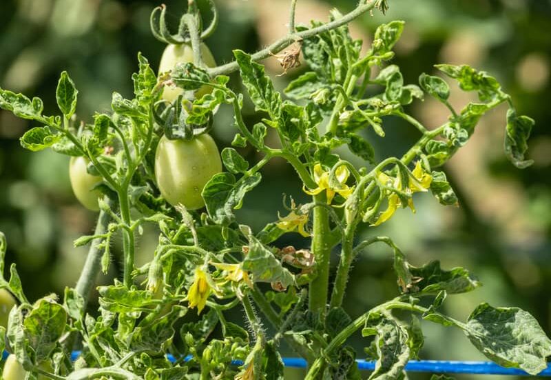 curling leaves of a tomato plant with disease