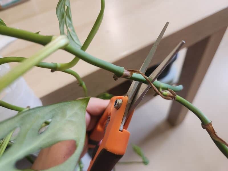 Cutting between leaf nodes of a Monstera plant for pruning