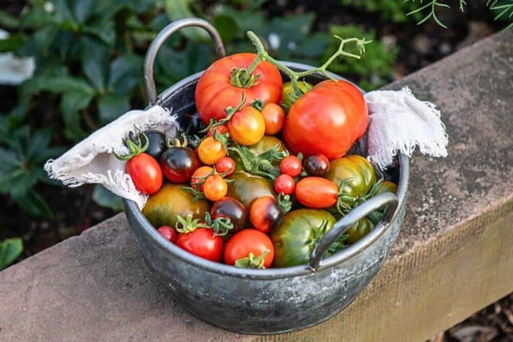A variety of tomatoes stacked inside a metal pot