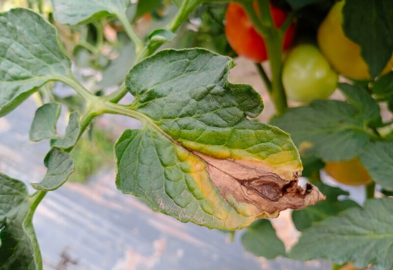 Wilting green tomato leaf with yellowing discoloration and brown spot at he leaf tip