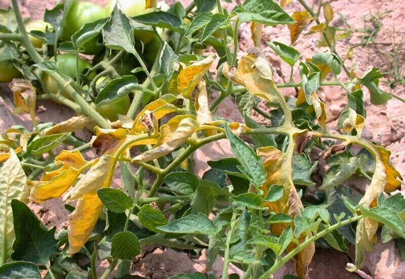 Yellowing branches on one side of a tomato plant