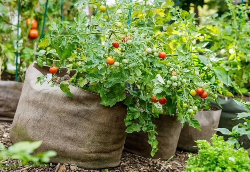 growing tomato plants in fabric grow bags
