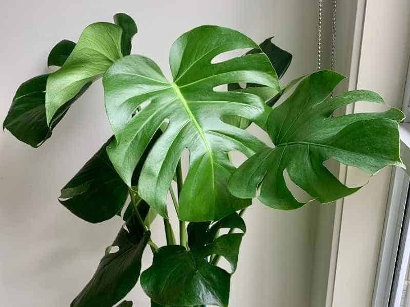 Healthy Monstera plant growing indoors next to a bright window