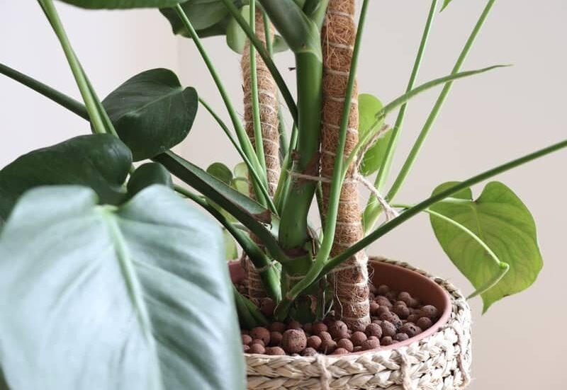 monstera plant in a pot supported by a coir pole