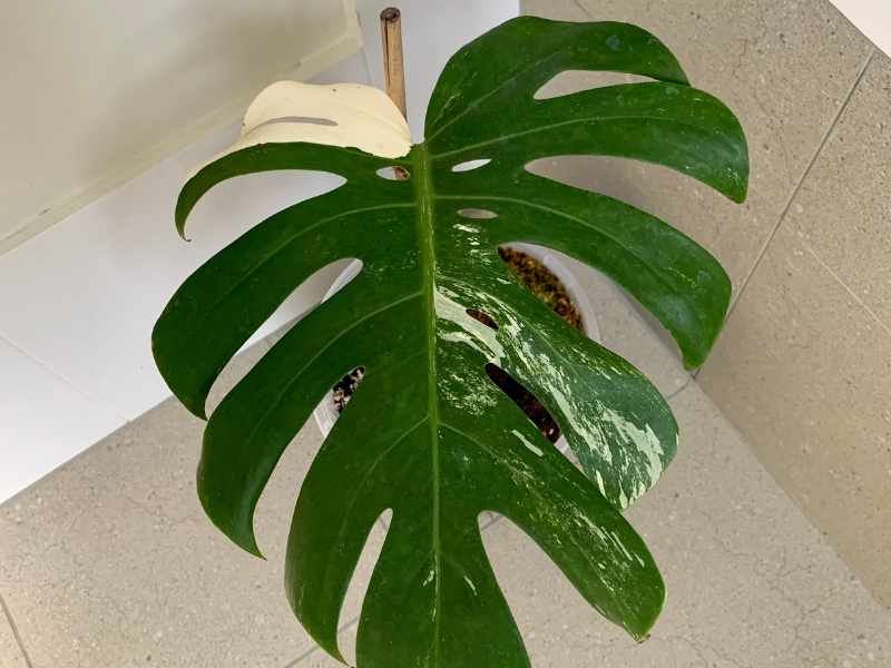 Variegated Monstera leaf with bamboo stake
