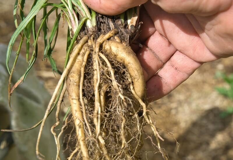uprooted native yam daisy in farmer's hand