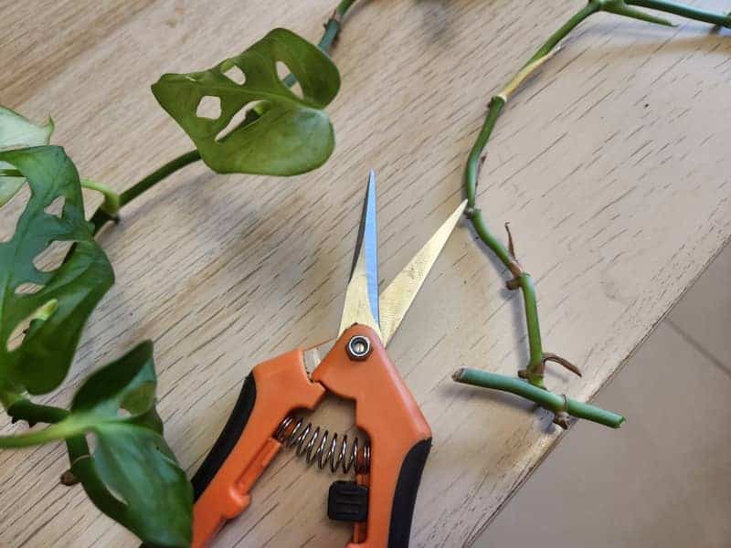 Newly pruned Monstera stem on a wooden table next to pruning shears