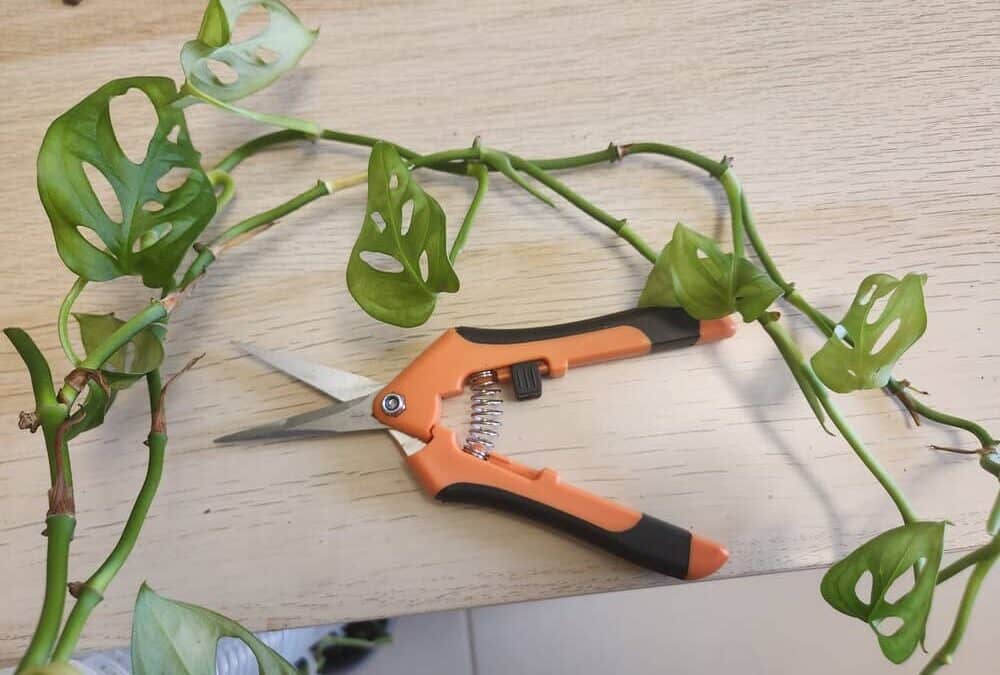 How To Prune Monstera Plants