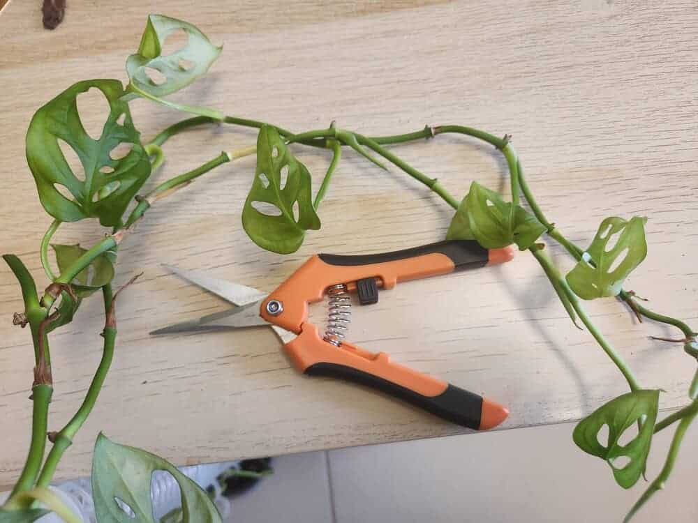pruning a monstera