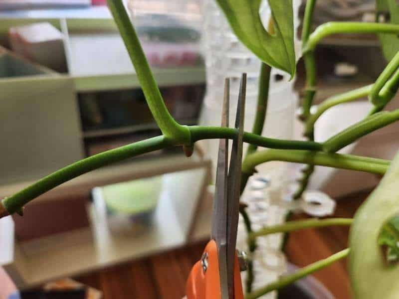 pruning Monstera after the node